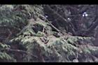紅檜-阿里山39.JPG