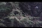 紅檜-阿里山40.JPG
