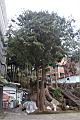 紅檜-阿里山41.JPG