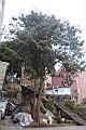紅檜-阿里山42.JPG