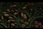 紅檜-雄花02.JPG