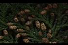 紅檜-雄花04.JPG