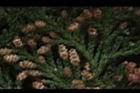 紅檜-雄花05.JPG