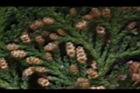 紅檜-雄花06.JPG