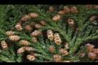 紅檜-雄花07.JPG