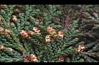 紅檜-雄花08.JPG