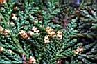 紅檜-雄花09.jpg