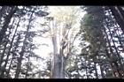 紅檜-香林神木04.JPG