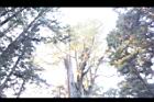 紅檜-香林神木05.JPG