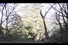 紅檜-鹿林神木07.JPG