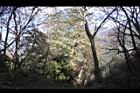 紅檜-鹿林神木08.JPG