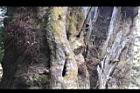 紅檜-鹿林神木09.JPG