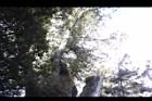 紅檜-鹿林神木12.JPG