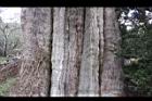 紅檜-鹿林神木30.JPG