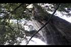 紅檜-鹿林神木35.JPG