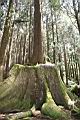 阿里山神木100.jpg