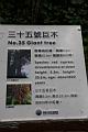 阿里山神木108.jpg