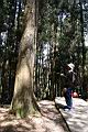 阿里山神木11.jpg