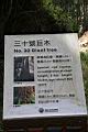 阿里山神木128.jpg