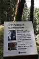 阿里山神木129.jpg