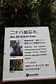 阿里山神木133.jpg