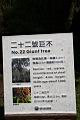 阿里山神木146.jpg