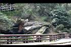 阿里山神木149.jpg