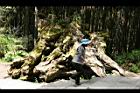 阿里山神木159.jpg