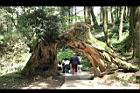 阿里山神木23.jpg
