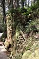 阿里山神木27.jpg