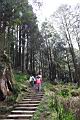 阿里山神木36.jpg