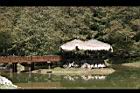 阿里山神木57.jpg