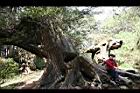 阿里山神木65.jpg