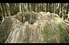 阿里山神木71.jpg