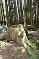 阿里山神木72.jpg
