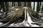 阿里山神木84.jpg