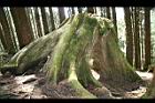 阿里山神木87.jpg