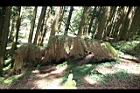 阿里山神木88.jpg
