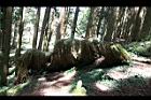 阿里山神木89.jpg