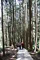 阿里山神木90.jpg