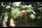 阿里山神木92.jpg