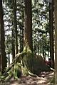 阿里山神木96.jpg