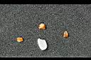 紅檜-種子1.jpg