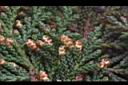 紅檜-雄花08.JPG