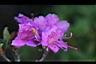 紅毛杜鵑-花.jpg