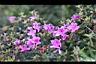 紅毛杜鵑-花2.jpg