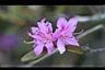 紅毛杜鵑-花4.jpg