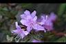 紅毛杜鵑-花5.jpg