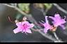 紅毛杜鵑-花6.jpg