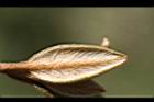 紅毛杜鵑-葉0.jpg